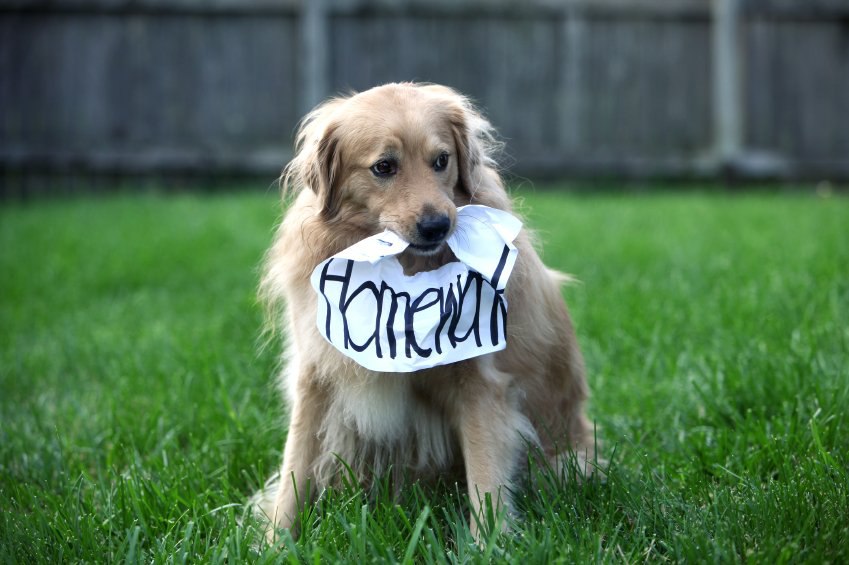 The IRS E-mail Scandal, or How the Dog Ate My Homework – Information Governance