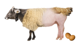 The AMS is Dead: A rant for my non-profit colleagues