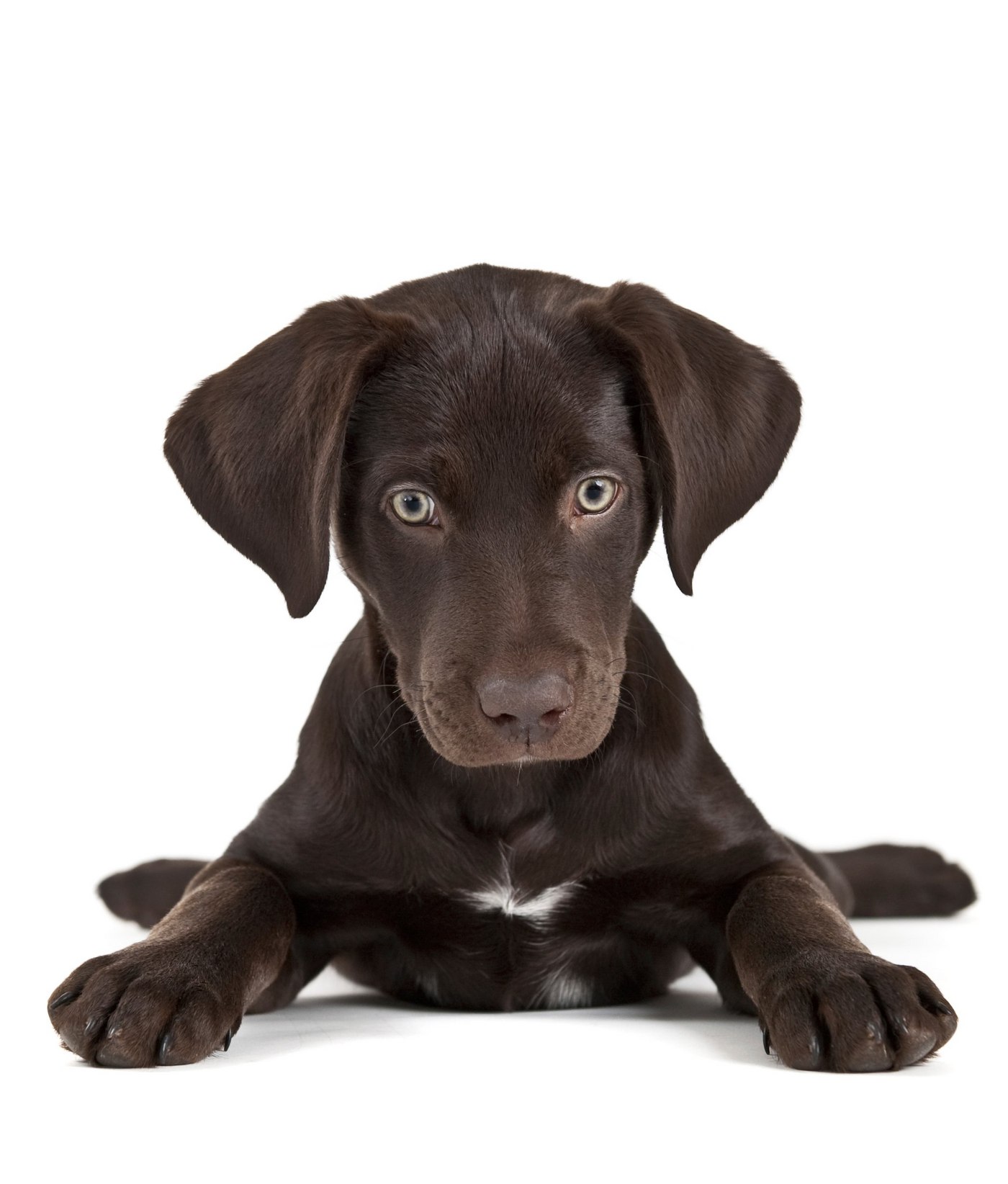 7 Reasons to Fear Free Puppies and Bundled Scanning Applications