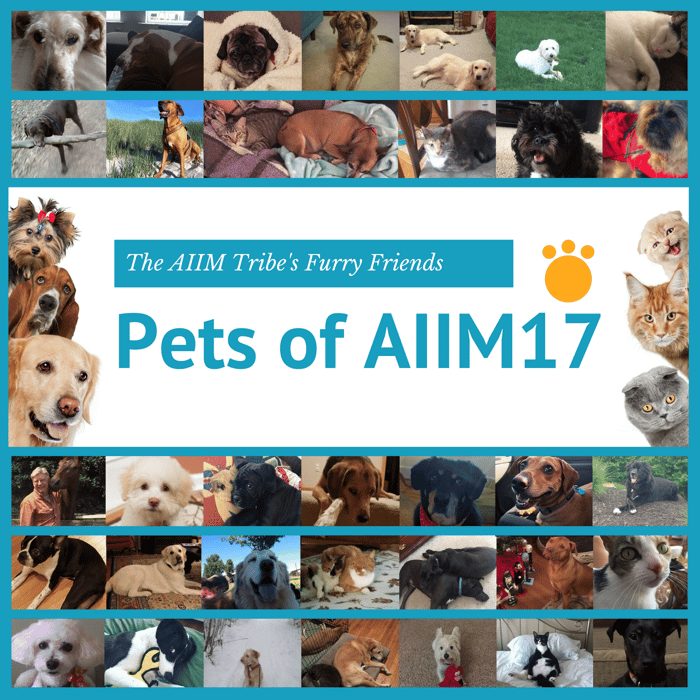 Pets of AIIM17 V4